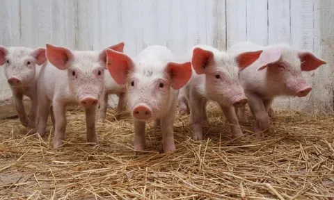 Giá heo hơi hôm nay 5/5: Biến động trái chiều tại miền Bắc và miền Nam
