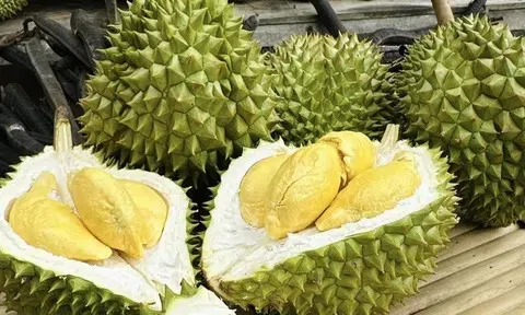 Giá sầu riêng hôm nay 5/5/2026: Thị trường ít biến động, giá bình ổn