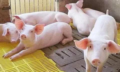 Giá heo hơi hôm nay 7/5: Tăng nhẹ tại miền Bắc, thị trường ổn định