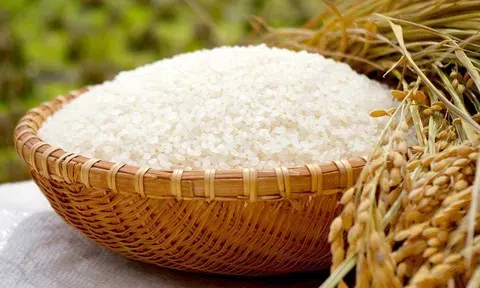 Giá lúa gạo hôm nay 7/5/2026:  Duy trì ổn định