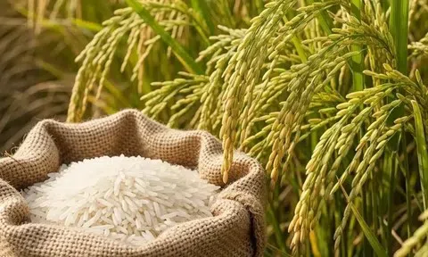 Giá lúa gạo hôm nay 8/5/2026: Toàn cảnh thị trường, xuất khẩu