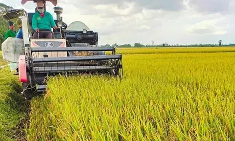 Ngày 8/5: Gạo xuất khẩu khởi sắc, nguồn lúa miền Tây dần khan hiếm