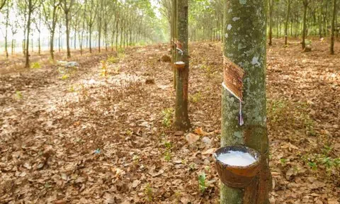 Giá cao su hôm nay 12/5/2026: Cập nhật giá cao su trong nước, quốc tế