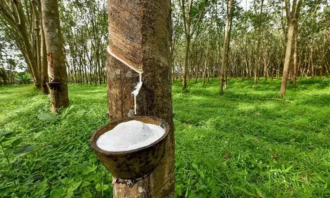 Giá cao su hôm nay 13/5/2026: Thị trường biến động trái chiều