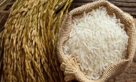 Giá lúa gạo hôm nay 14/5/2026:  Giá lúa tươi tăng nhẹ