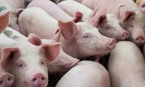 Giá heo hơi hôm nay 15/5: Toàn quốc đi ngang, Đồng Nai giữ đỉnh 71.000 đồng/kg