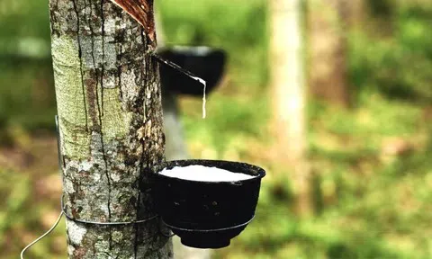 Giá cao su hôm nay 18/5/2026: Biến động trái chiều