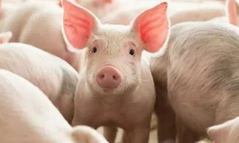Giá heo hơi hôm nay 19/5: Giảm nhẹ tại Miền Nam