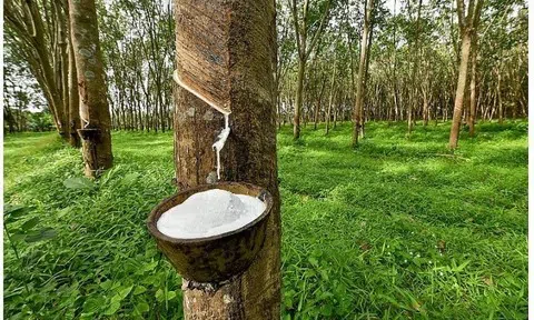 Giá cao su hôm nay 20/5/2026: Tăng giảm trái chiều giữa các thị trường