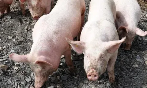 Giá heo hơi hôm nay 20/5: Nhiều địa phương giảm 1.000 đồng/kg