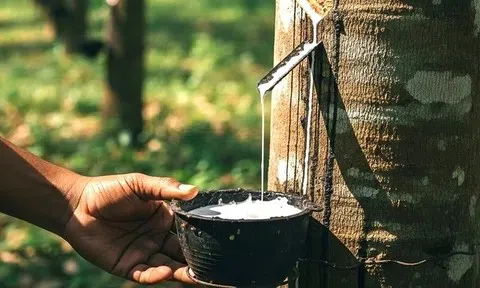 Giá cao su hôm nay 21/5/2026: Trong nước đi ngang, thế giới trái chiều