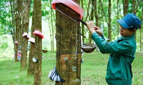 VRG kỳ vọng duy trì vị thế đầu tàu ngành cao su với mục tiêu tăng trưởng lớn