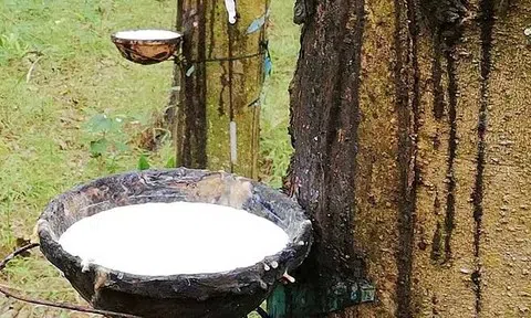 Giá cao su hôm nay 22/5/2026: Thị trường thế giới giảm trở lại, áp lực nguồn cung gia tăng