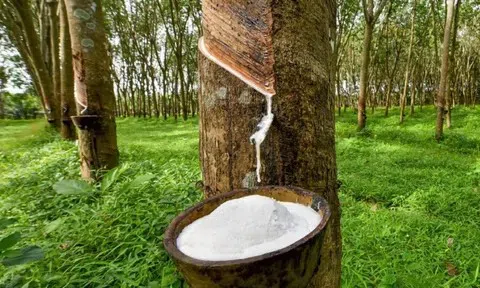 Giá cao su hôm nay 23/5/2026: Thị trường biến động trái chiều, áp lực nguồn cung gia tăng