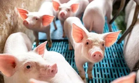 Giá heo hơi hôm nay 23/5: Toàn cảnh giá heo hơi trên cả nước