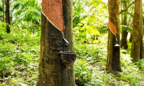 Giá cao su hôm nay 26/5/2026: Thế giới phân hóa, trong nước ổn định