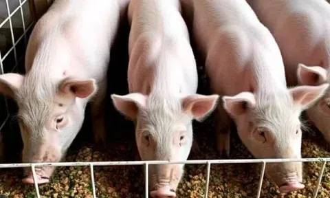 Giá heo hơi hôm nay 26/5: Cập nhật tình hình giá heo hơi trên cả nước