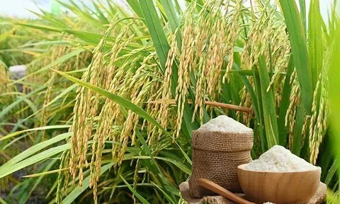 Giá lúa gạo hôm nay 2/6/2026: Toàn cảnh thị trường, xuất khẩu và dự báo