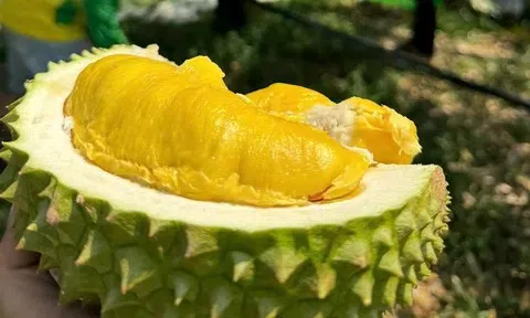 Giá sầu riêng hôm nay 5/6/2026: Thị trường ổn định, nhưng nông dân vẫn lo ngại