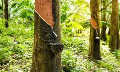 Giá cao su hôm nay 5/6/2026: Thế giới duy trì đà tăng, trong nước ổn định