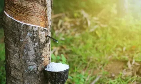 Giá cao su hôm nay 9/6/2026: Thị trường lao dốc, nguồn cung tăng