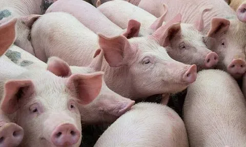 Giá heo hơi hôm nay 12/6: Thị trường ổn định