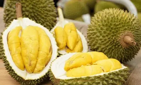 Giá sầu riêng hôm nay 13/6/2026: Thị trường ổn định với tín hiệu hồi phục