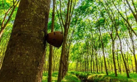 Giá cao su hôm nay 14/6/2026: Thế giới tiếp đà tăng nhờ lo ngại nguồn cung