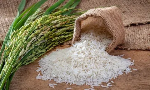 Giá lúa gạo hôm nay 18/6/2026: Toàn cảnh thị trường, xuất khẩu và dự báo