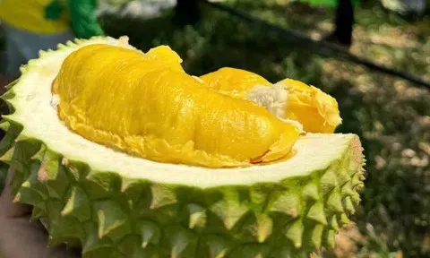 Giá sầu riêng hôm nay 17/6/2026: Thị trường ổn định với biến động trái chiều
