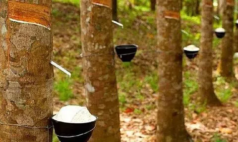 Giá cao su hôm nay 19/6/2026: Thế giới biến động trái chiều