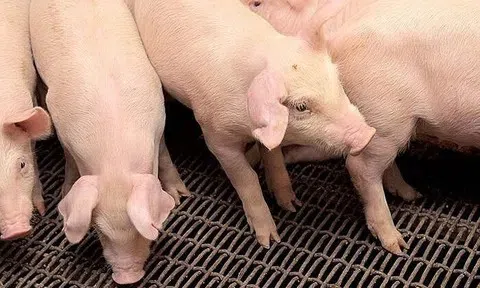 Giá heo hơi hôm nay 19/6: Cà Mau tiếp tục mức thấp nhất 62.000 đồng/kg