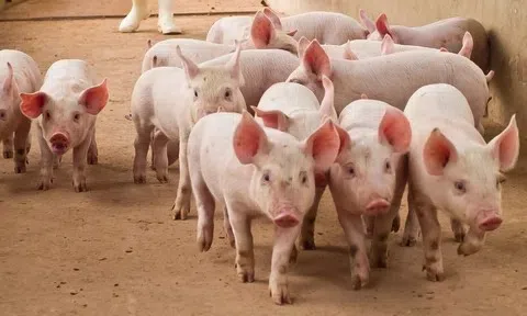 Giá heo hơi hôm nay 20/6: Thị trường không ghi nhận biến động mới