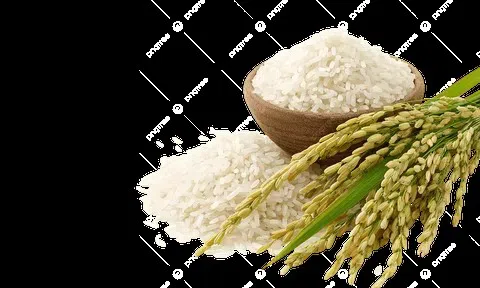 Giá lúa gạo hôm nay 20/6/2026: Toàn cảnh thị trường, xuất khẩu và dự báo