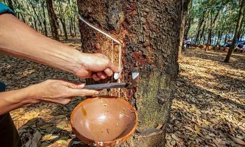 Giá cao su hôm nay 21/6/2026: Thị trường thế giới biến động trái chiều