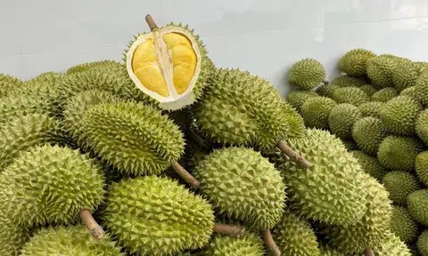 Giá sầu riêng hôm nay 21/6/2026: Thị trường ổn định, giá nhích nhẹ
