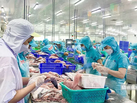 Ngấm đòn lạm phát, một doanh nghiệp cá tra "bốc hơi" hơn 90% lợi nhuận