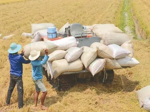 Giá lúa gạo liên tục giảm, chuyên gia nhận định về triển vọng xuất khẩu gạo năm 2025