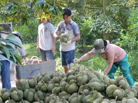 Tiền Giang tăng cường quản lý chất lượng trái sầu riêng xuất khẩu tạo dựng thương hiệu bền vững