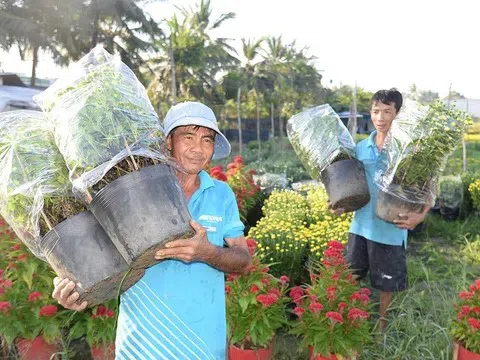 Người trồng hoa Tết Tiền Giang ngổn ngang với mối lo: Chi phí đầu vào tăng, giá hoa tết không tăng