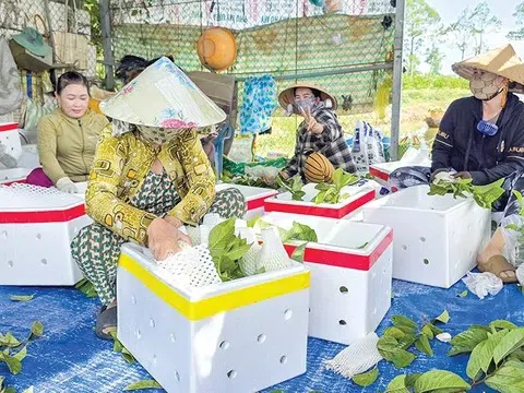 Cần Thơ: Đảm bảo chất lượng, an toàn thực phẩm và phát triển thị trường nông lâm thủy sản năm 2025
