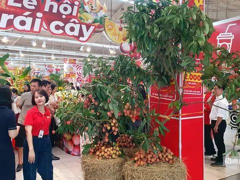 Vải Hải Dương lên kệ siêu thị tại Hải Phòng