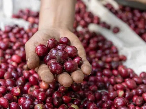 Giá cà phê hôm nay 7/6/2025: Giá cà phê tăng mạnh trở lại