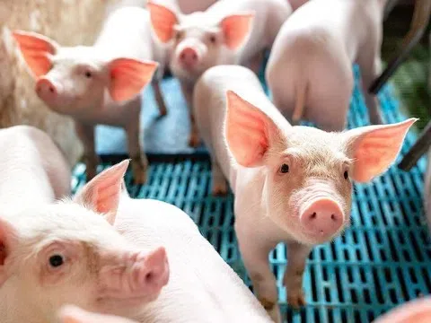 Giá heo hơi hôm nay 7/6/2025: Chưa có dấu hiệu điều chỉnh mới, cao nhất 75.000 đồng/kg