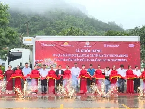 Đưa mận hậu Sơn La lên các chuyến bay