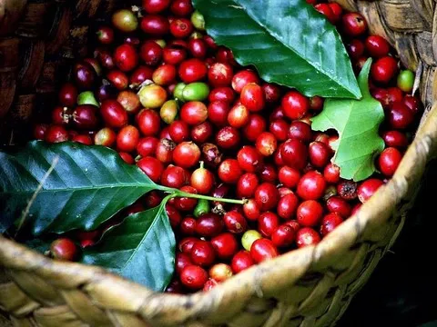 Giá cà phê hôm nay 11/6: Tăng mạnh trở lại
