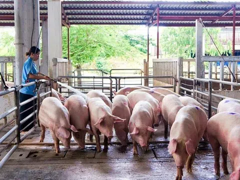 Giá heo hơi hôm nay 11/6: Giảm nhẹ ở miền Nam