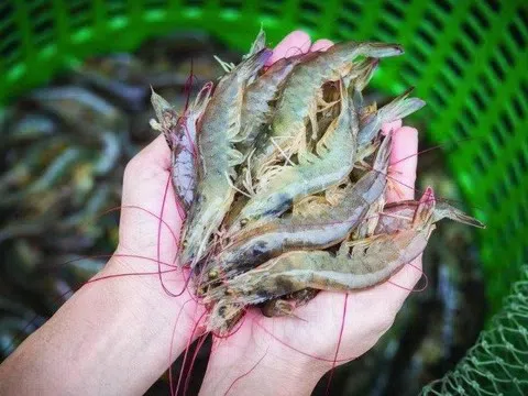 Giá tôm tăng cao nhất trong vòng 1 năm qua, người nuôi lãi cao