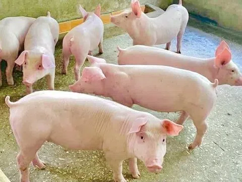 Giá heo hơi hôm nay 16/6/2025: Tiếp tục chuỗi ngày đi ngang