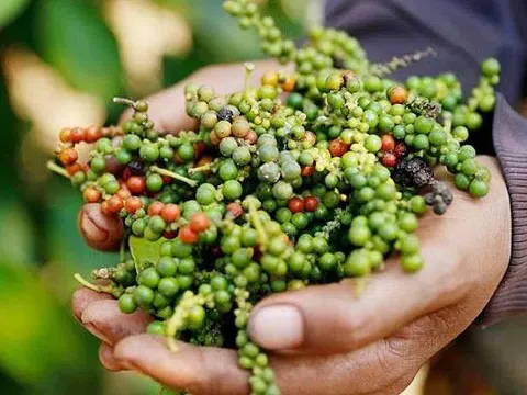 Giá tiêu hôm nay 21/6/2025: Tiếp tục giảm mạnh